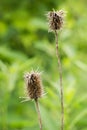 Thistles Gone to Seeds Ã¢â¬â Cirsium Vulgare